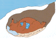 hibernation